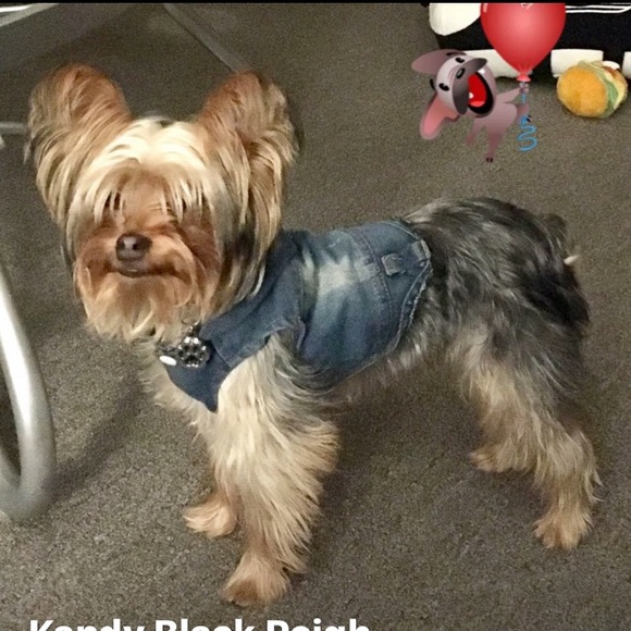 jean Other - Fashion Jean Pet Dog Denim Jacket❤️❤️🐾🐾🐾🐾🐾